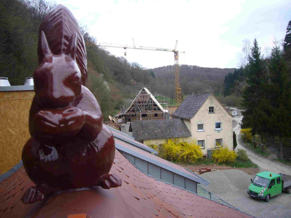Eichhörnchen auf dem Dach