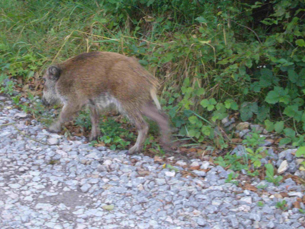 Wildschwein gehabt