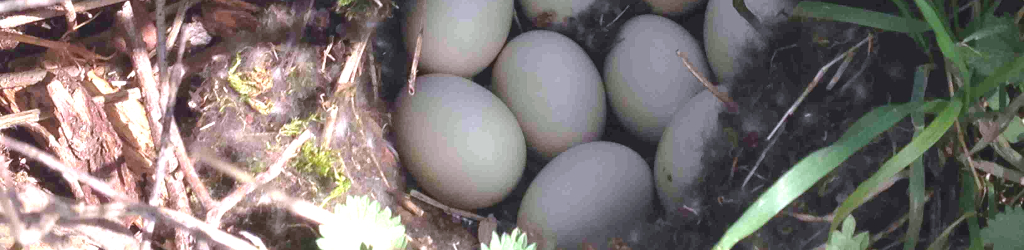 Die Enten haben ein Nest mit Eiern