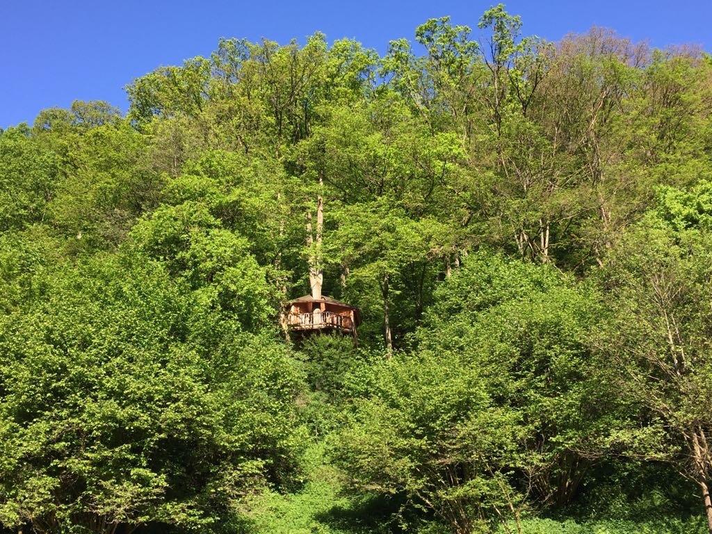 Das Baumhaus-Nest