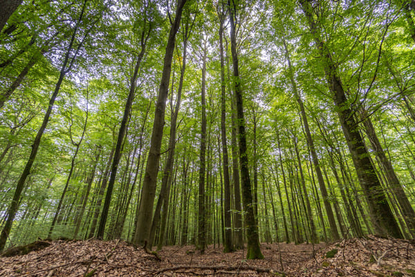 Poesie mit einer Wanderung verbinden