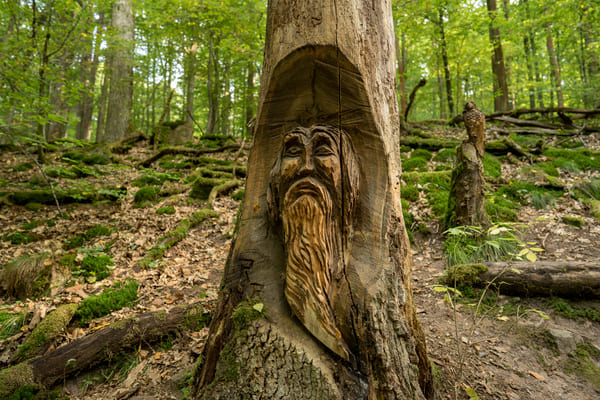 Waldtherapie am Baumhaushotel Seemühle