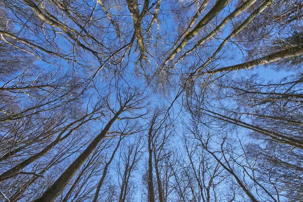 Waldtherapie in Ihrem Urlaub im Baumhaushotel