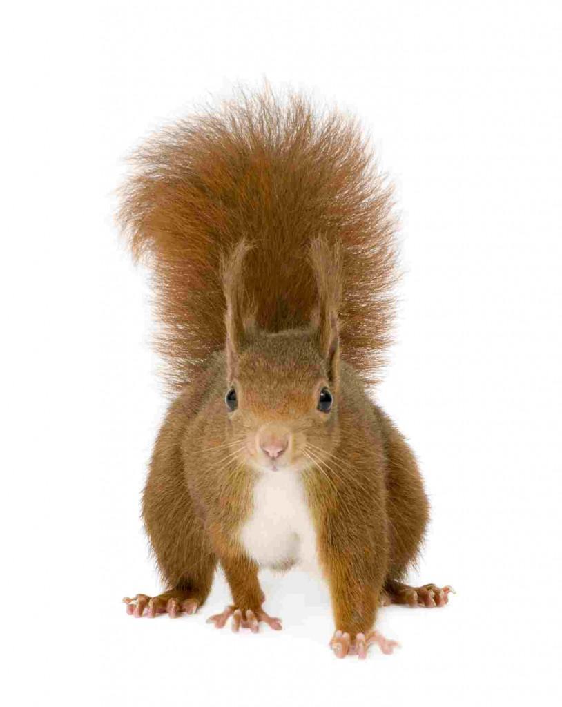 Unser Baumhaushotel-Eichhörnchen