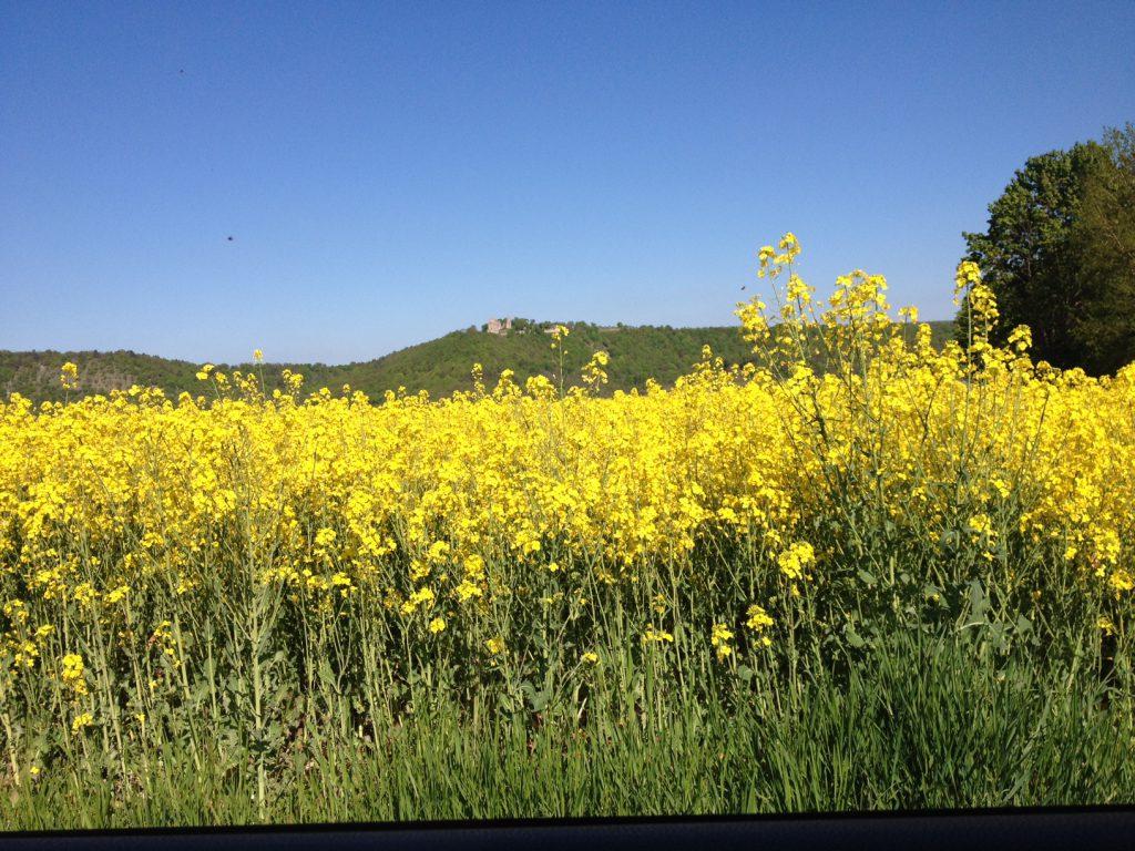 Raps soweit das Auge reicht
